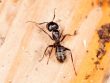 These Observe Carpenter Ants