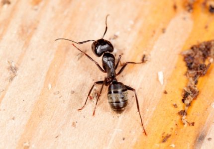 These Observe Carpenter Ants